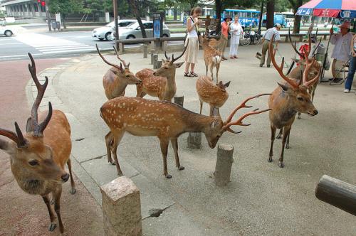 daniele w Nara